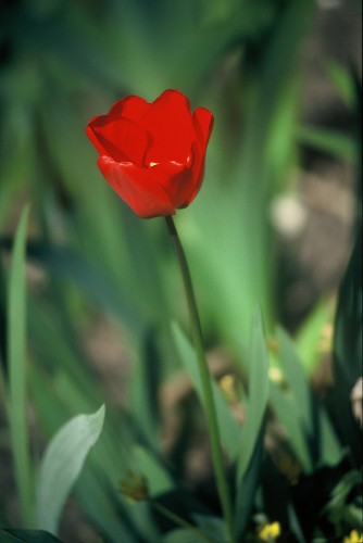 A red tulip